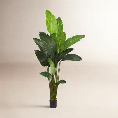 Palm Tree in Planter