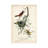 Orchard Orioles by John James Audubon - Wrapped Canvas Gallery-Wrapped Canvas Giclée-1376468318
