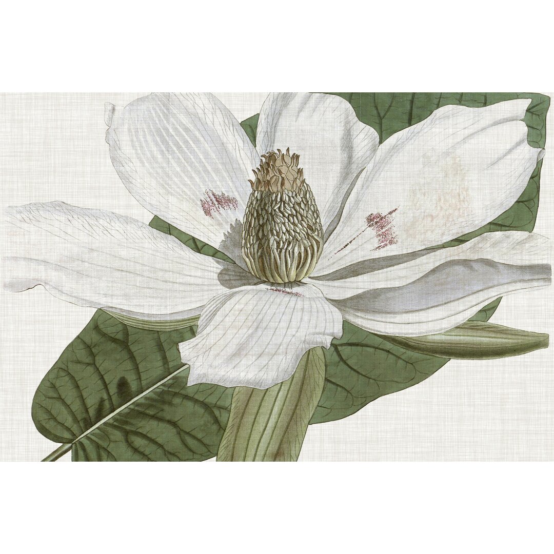 Leinwandbild Curtis-Magnolie II