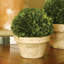 Boxwood Topiary in Ceramic Pot-1650479086