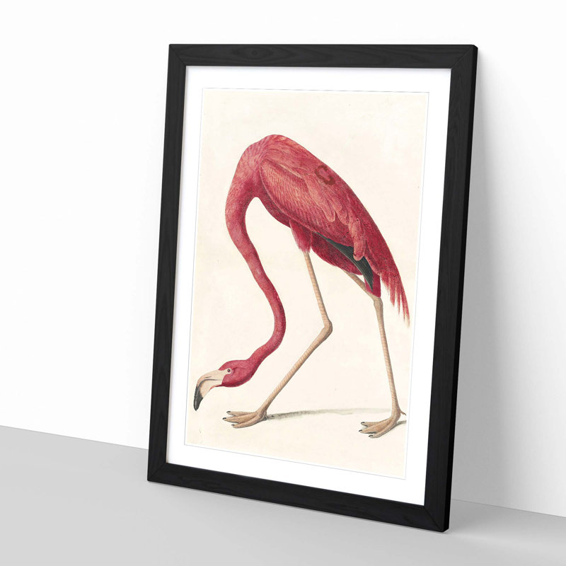 John Audubon - Single Picture Frame Print, Black