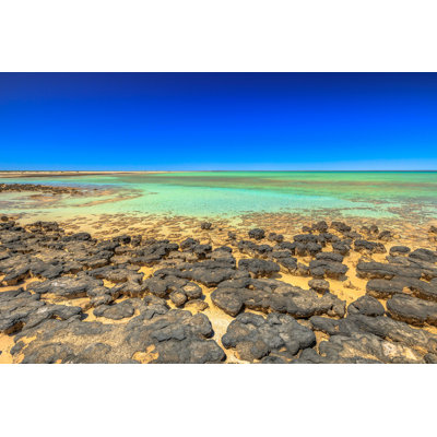 " Stromatolites At Hamelin Pool "