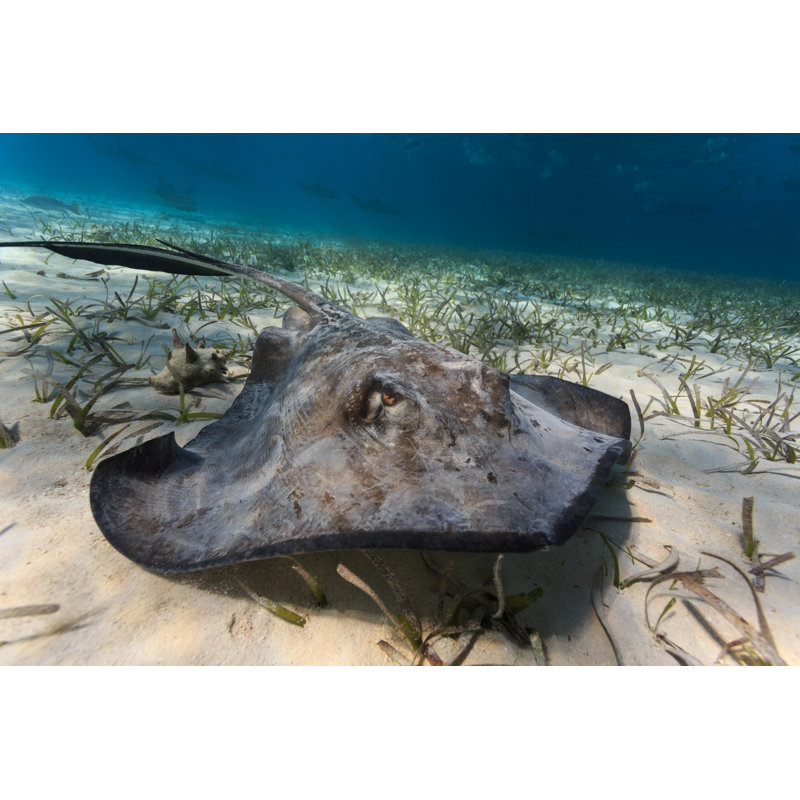 Gros plan sur Stingray par Pniesen - impression sur toile tendue, L 18 po x H 12 po