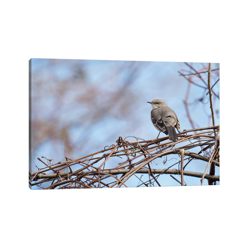 Grey & Blue by David Gardiner - No Frame Print on Canvas, Wrapped Canvas, 66.04 cm H x 45.72 cm W x 3.175 cm D