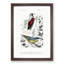Bird Illustrations PL. 16 by Charles D' Orbigny - Single Picture Frame Painting-55457089-55457088