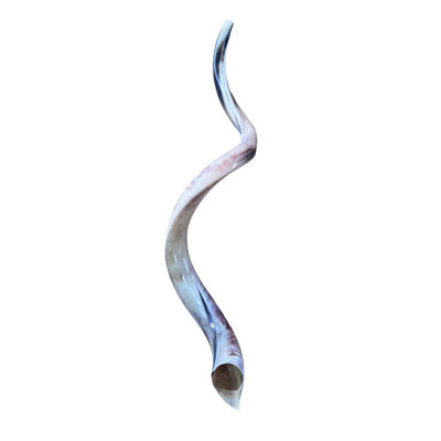 Kudu Yemenite Shofar Fully Polished Xxl (44" Long Around Curls)
