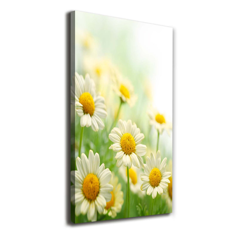 Daisies - Wrapped Canvas Print