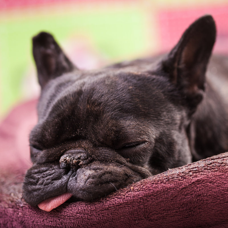French Bulldog Relaxing - Wrapped Canvas Print, 30cm H x 30cm W