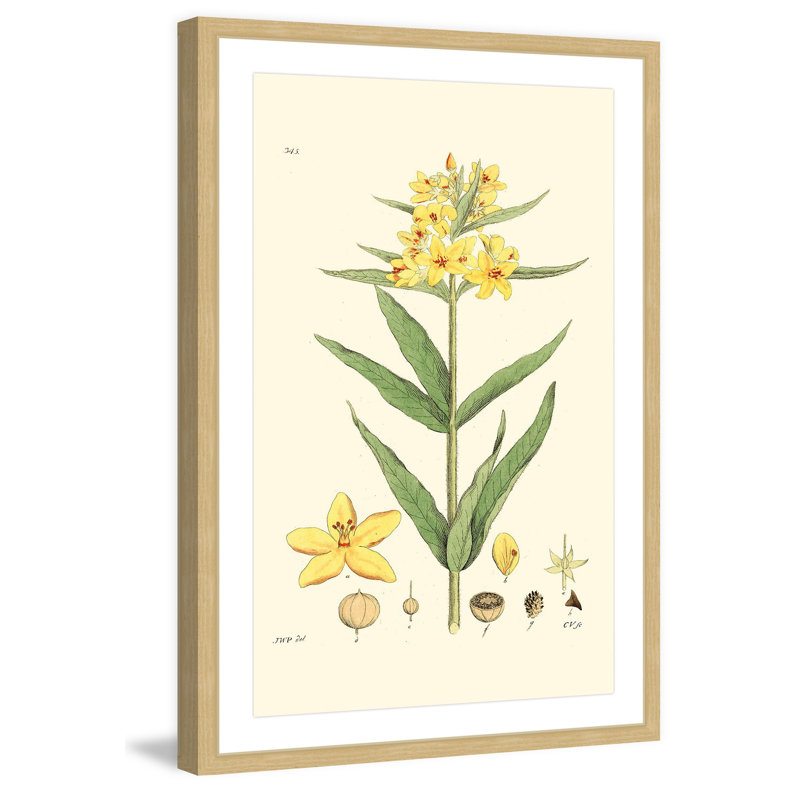 "Antique Floral VIII", reproduction encadrée, H 36 po x l 24 po x P 1,5 po
