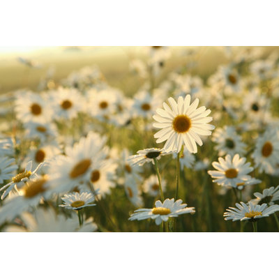Daisies by Aniszewski - Wrapped Canvas Print