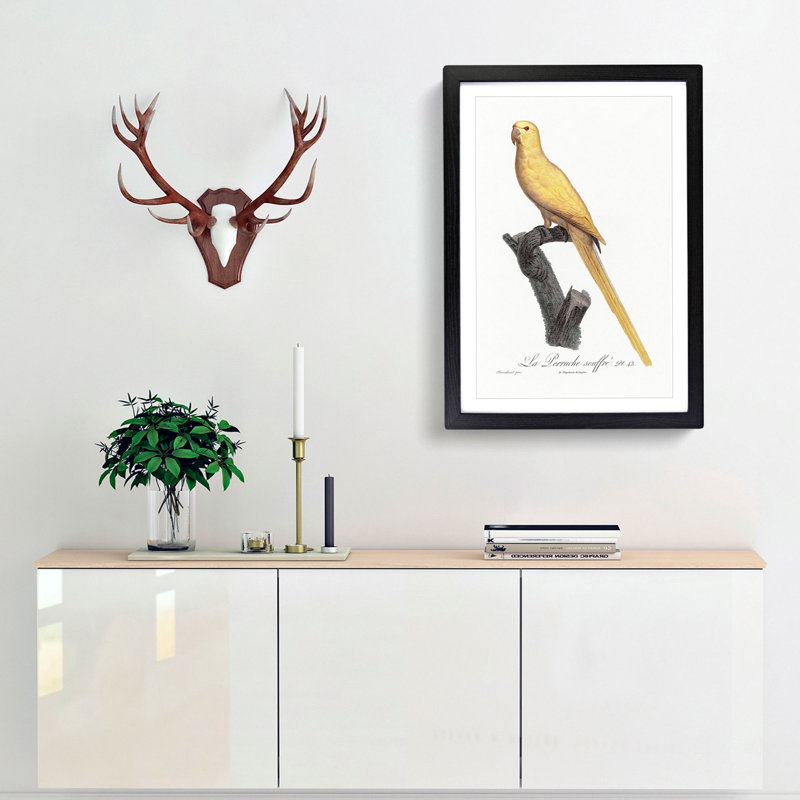 Lutino Parakeet by F. Levaillant - Framed Print, 36cm H x 27cm W x 2cm D, Black Framed