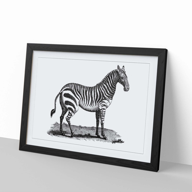 Zebra in Black & White by George Shaw - Picture Frame Drawing Print, 48cm H x 65cm W x 2cm D, Black Framed