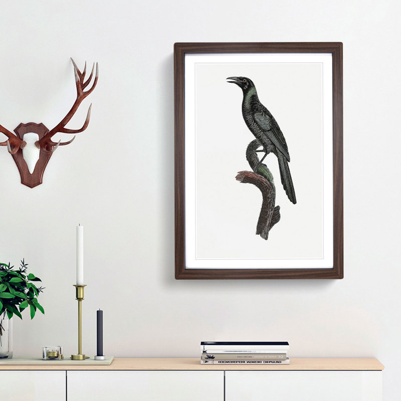 Manucode Bird of Paradise by Jacques Barraband - Picture Frame Painting Print, 48cm H x 36cm W x 2cm D, Walnut Framed
