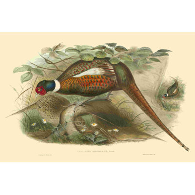 Gould Pheasants II