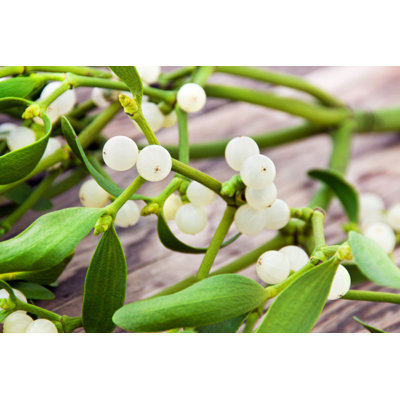 «Mistletoe Plant» par Santje09 - Photographie sur toile tendue
