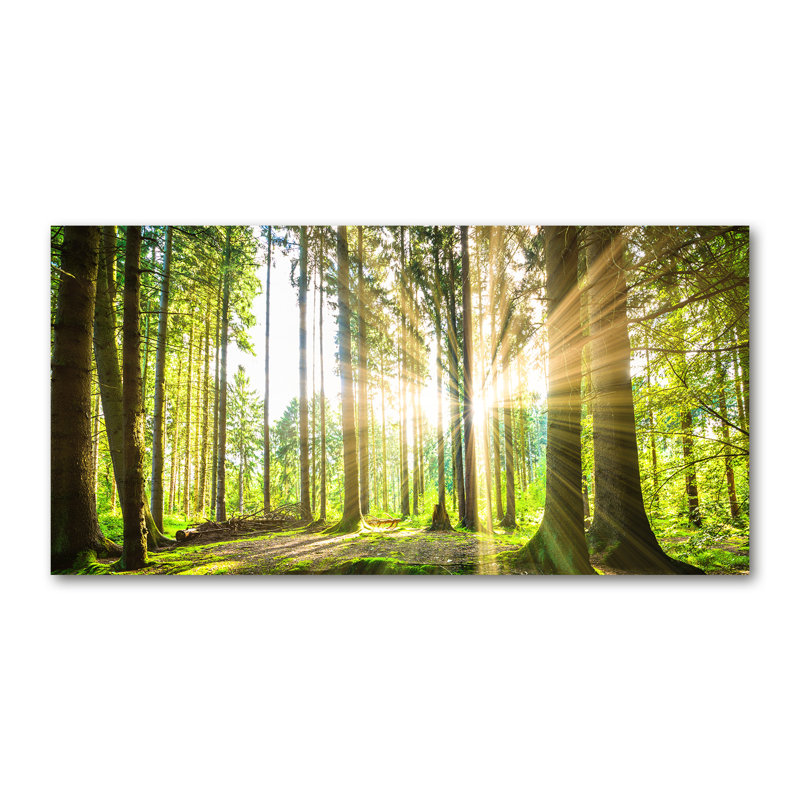Forest In The Sun - No Frame Print on Glass, Canvas, 50cm H x 100cm W x 2cm D