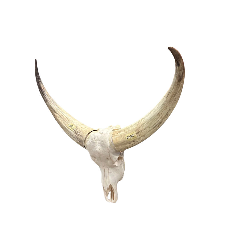 Real Longhorn Skull