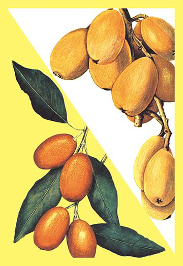Kumquat, reproduction d’art