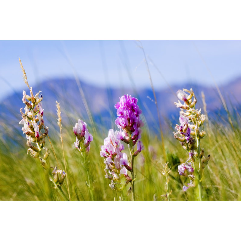 Wildflowers by SWKrullImaging - Wrapped Canvas Print, 81cm H x 122cm W x 3.8cm D