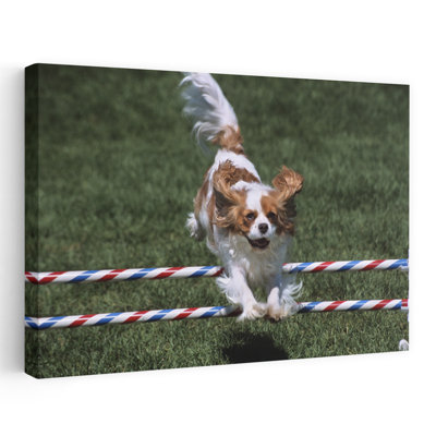 2000S Cavalier King Charles Spaniel Dog Agility Jumping Classic Retro Vintage Dog Wall Art