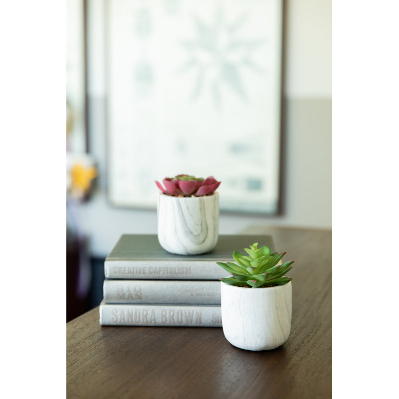 Ensemble de 2 plantes succulent dans un pot