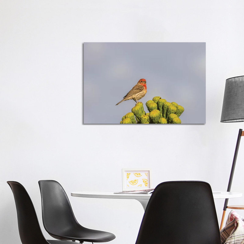 USA, Arizona, Sonoran Desert. Male House Finch On Saguaro Cactus Buds. by Jaynes Gallery - Wrapped Canvas Print