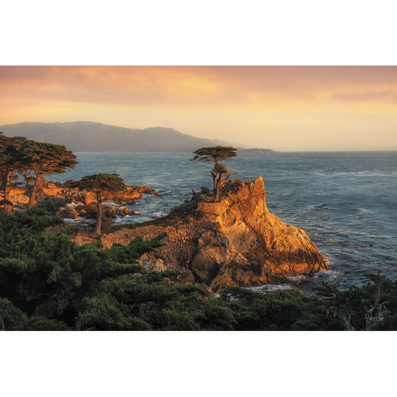 Cyprès solitaire au coucher du soleil, H 20 po x l 30 po