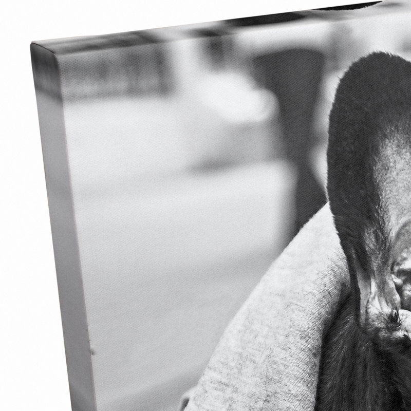 " Dog Photography "