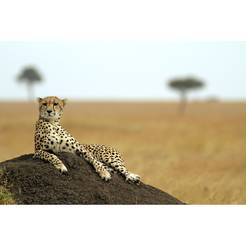 A Relaxed Masai Mara Cheetah Lay On Some Soil by Tankbmb - Wrapped Canvas Print, 20cm H x 30cm W