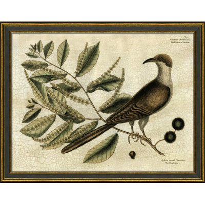 Coucou de la Caroline - Peinture encadrée sur papier