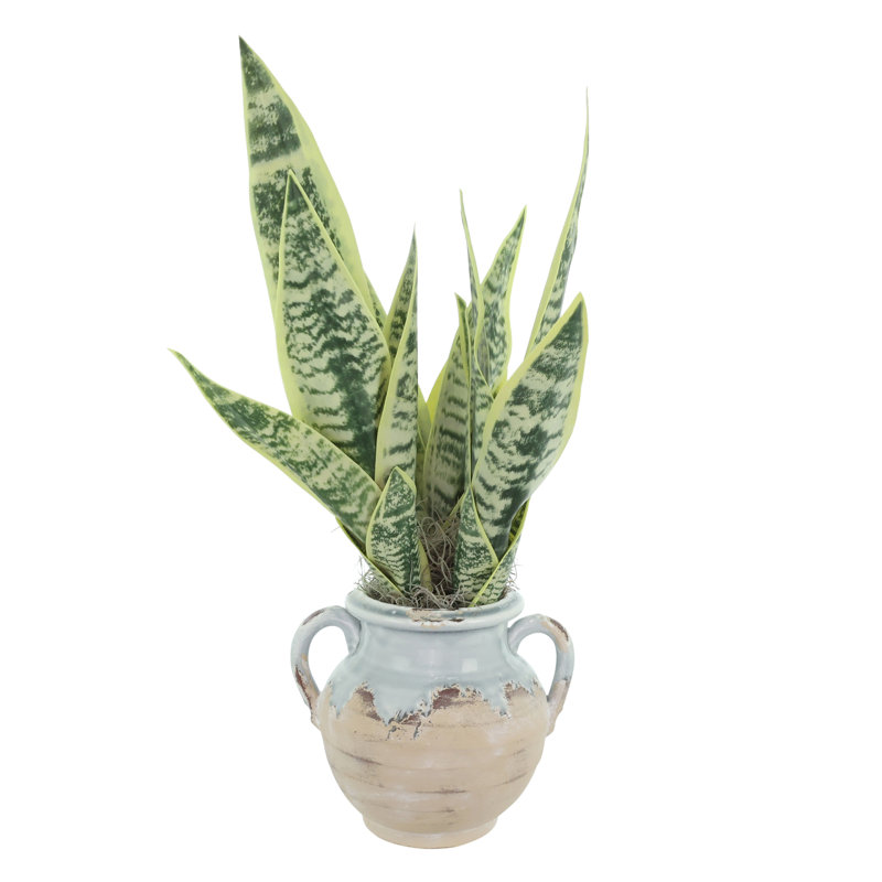 Snake Plant Arranged in Stone Vase