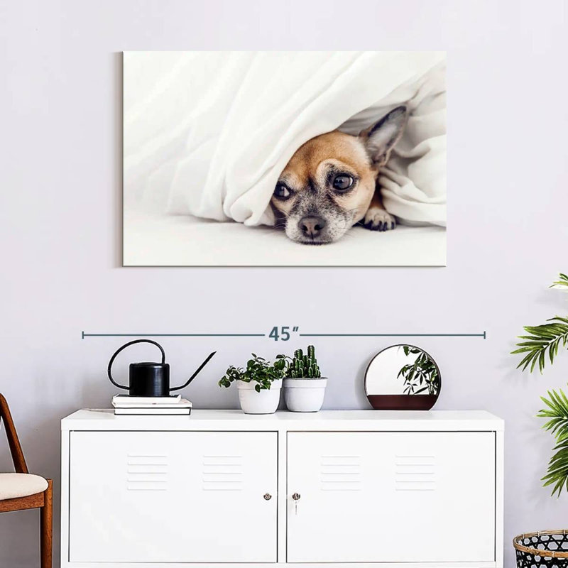 Brampt Despondent Chihuahua Dog