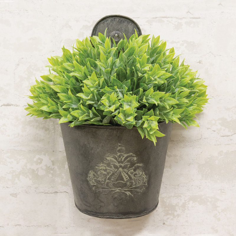5 plantes