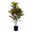  36 po. Plante en pot Croton.-1847274246