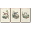 Lamarck Shells IV, ensemble de 3 toiles encadrées sur toile-97793110-97793112
