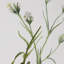 Fleurs botaniques, S / 9