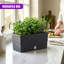 Hanging Planter