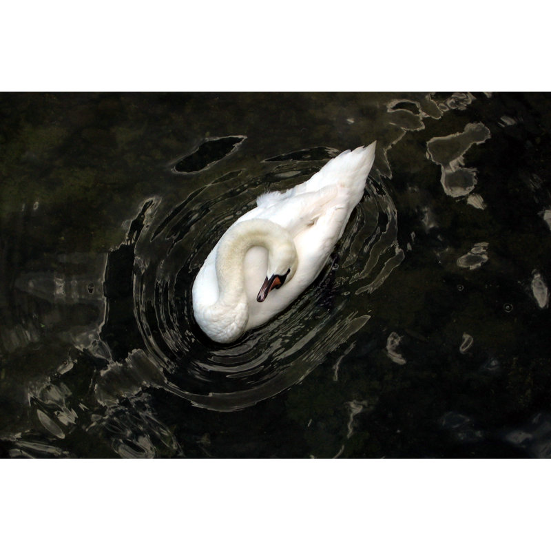 Sagefield Sleeping Swan - Wrapped Canvas Print, 20cm H x 30cm W x 3.8cm D