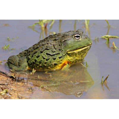 " African Giant Bullfrog " by Ecopic