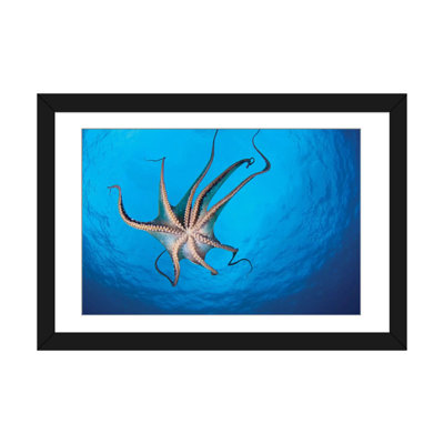 « view of the tentacle asdes on the day octopus (octopus cyanea) ii », reproduction de photo sur toile