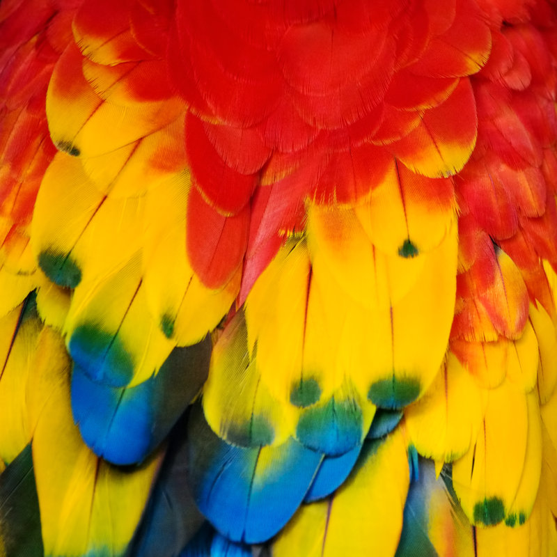 Macaw Feathers - Wrapped Canvas Print, 76cm H x 76cm W x 3.8cm D