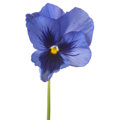 " Pansy "