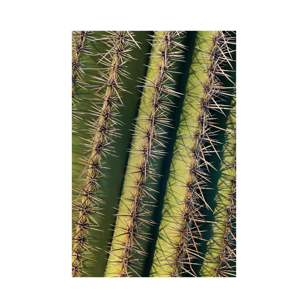 Saguaro Cactus Spines, Saguaro National Park, Arizona