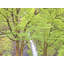 Horsetail Falls, Columbia River Gorge, Oregon Print by Bruce Heinemann-213383487