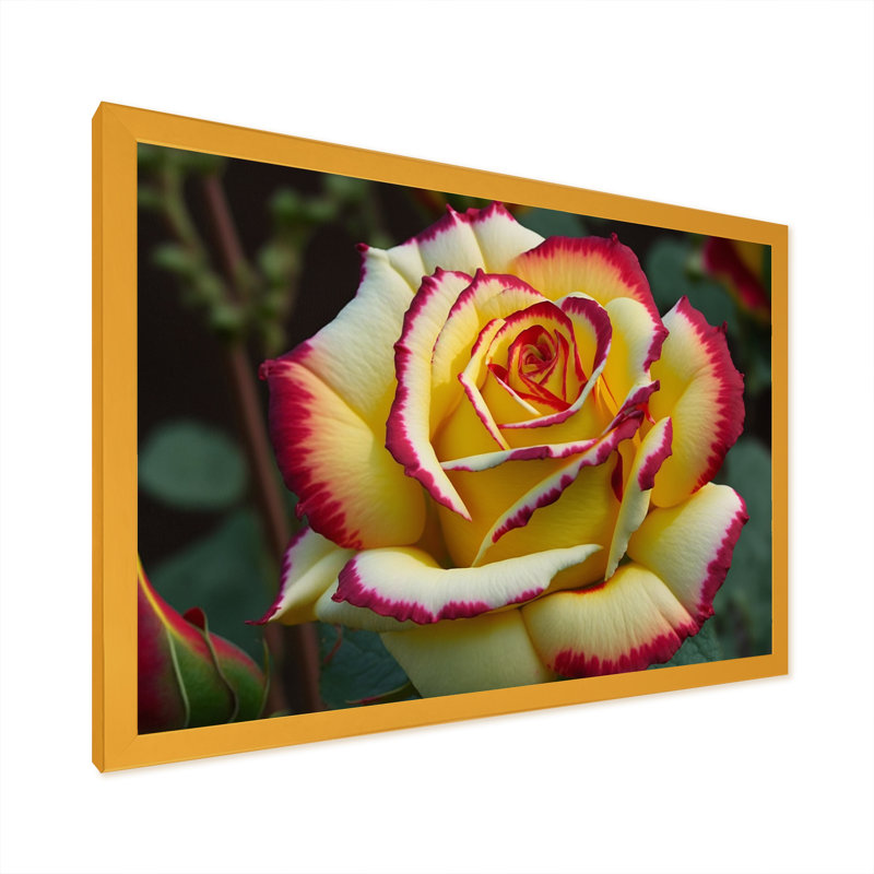 «Red and Yellow Blossoming Spring Rose I», reproduction sur toile, H 24 po x l 32 po x P 1 po, Encadrement doré