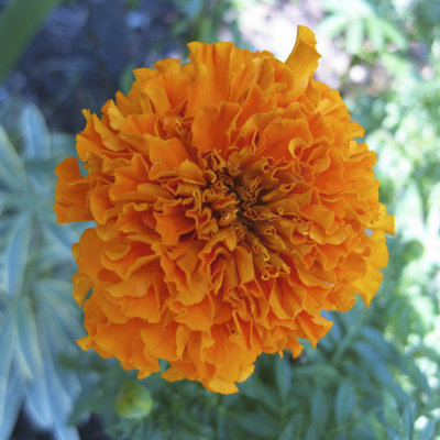 Marigold III by Megan Meagher - Wrapped Canvas Print