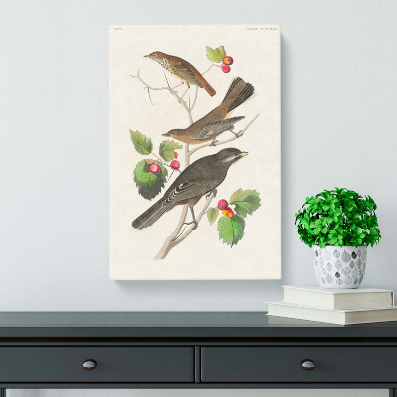 Selection Of Birds by John Audubon - Wrapped Canvas Painting, 76cm H x 50cm W x 3cm D