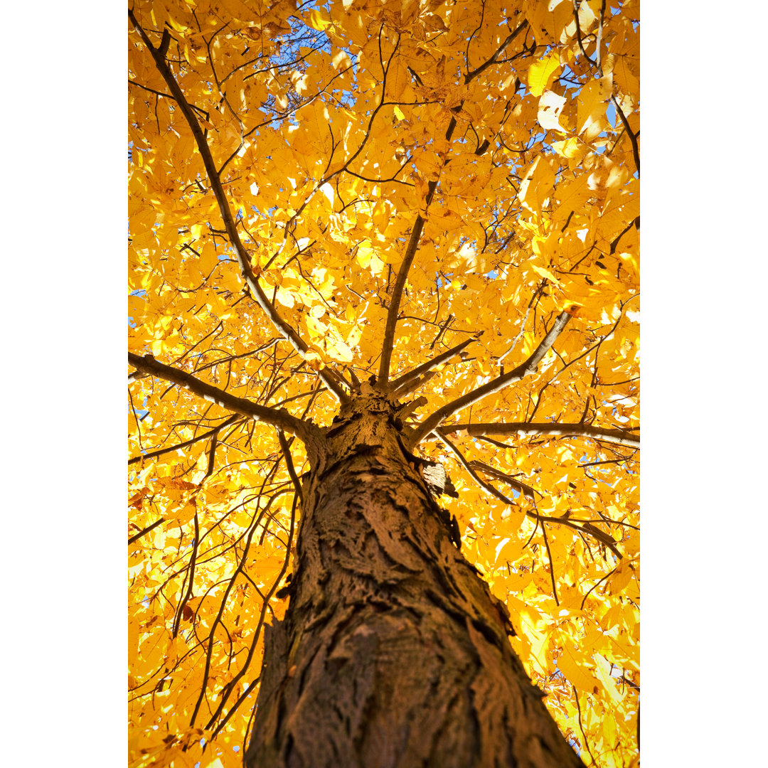 Unter einem gelben Herbstbaum von Sdominick - Leinwandbild