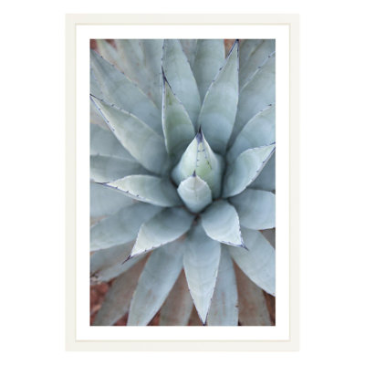 Plants & Flowers Print