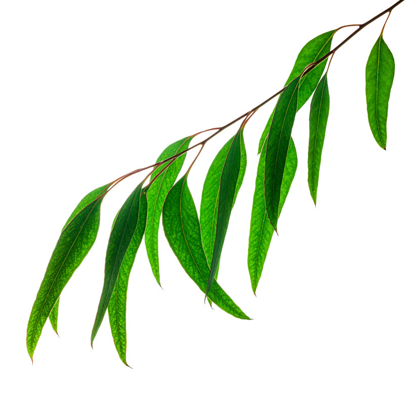 Image de feuilles d'eucalyptus par Mashuk, H 20 po x l 20 po